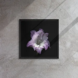 Lilac Gladiolus Framed Canvas Print