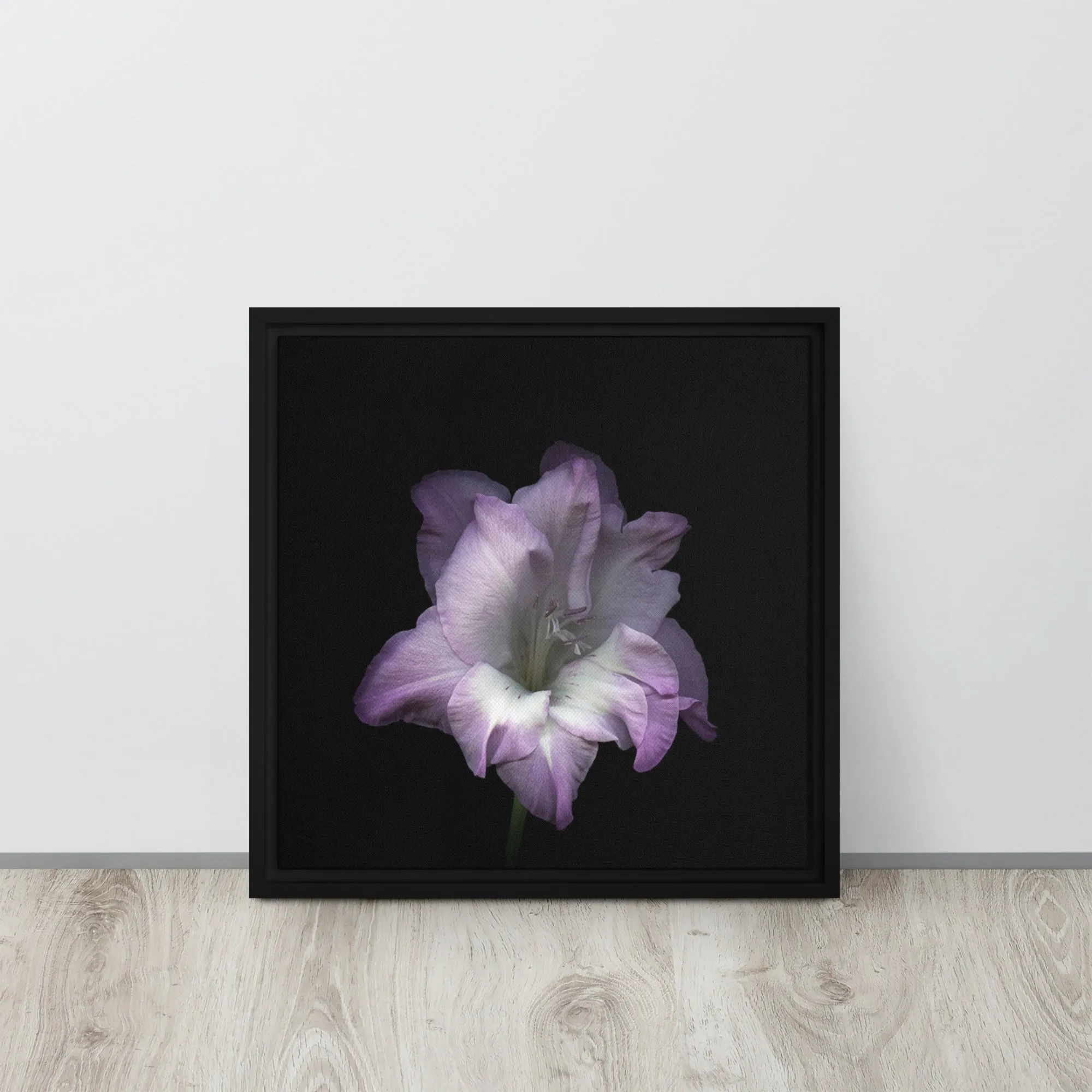 Lilac Gladiolus Framed Canvas Print